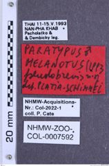 Etiketten zu Melanotus pseudobrevis (NHMW-ZOO-COL-0007592)